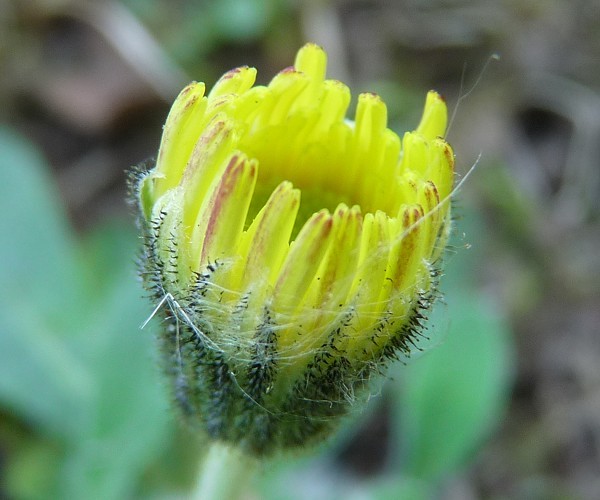 معرفی و راهنمای پرورش گیاهان زینتی فضای باز - زاغکصاف